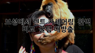 보성에서 렌트? 카셰어링? 🤔 완벽 비교 & 꿀팁 대방출! 🚗💨